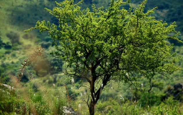La Ley de Bosques se tratará el año que viene en Córdoba