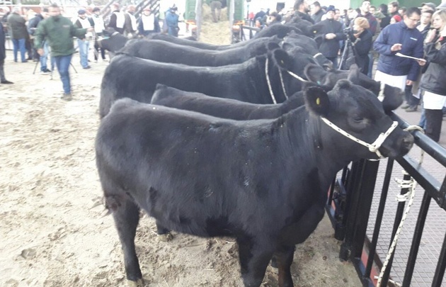 Un toro Angus es el primero en entrar a La Rural de Palermo