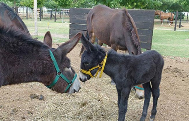 Inédito: una mula dio a luz a un burro en Río Cuarto