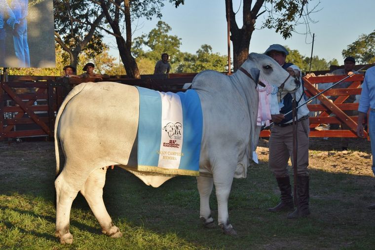 Rusticidad y capacidad carnicera. "El Quebracho" se llevó la Campeona Hembra.