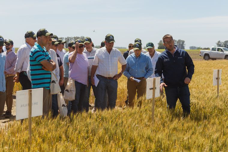 Variedades de altísimo potencial de rinde y destacado perfil sanitario