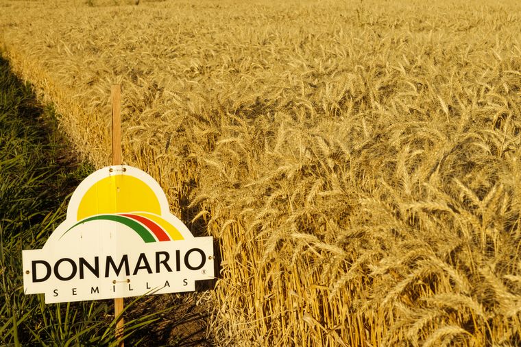 Así lucen los ensayos que realiza DM Semillas