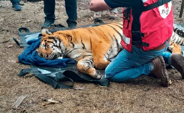 FOTO: Rescataron a dos tigres de bengala que vivían en cautiverio en un predio rural.