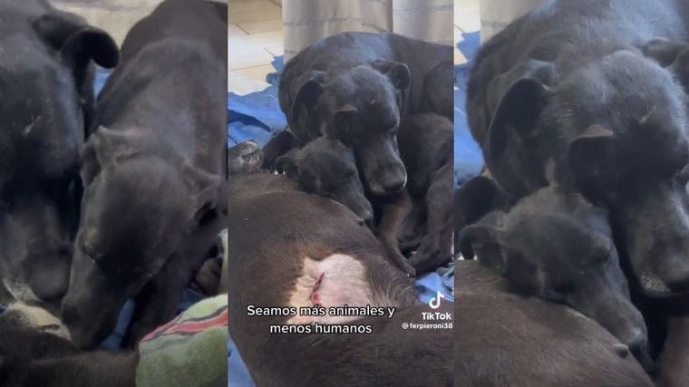 FOTO: El viral de la familia de perros que es furor en Tik Tok