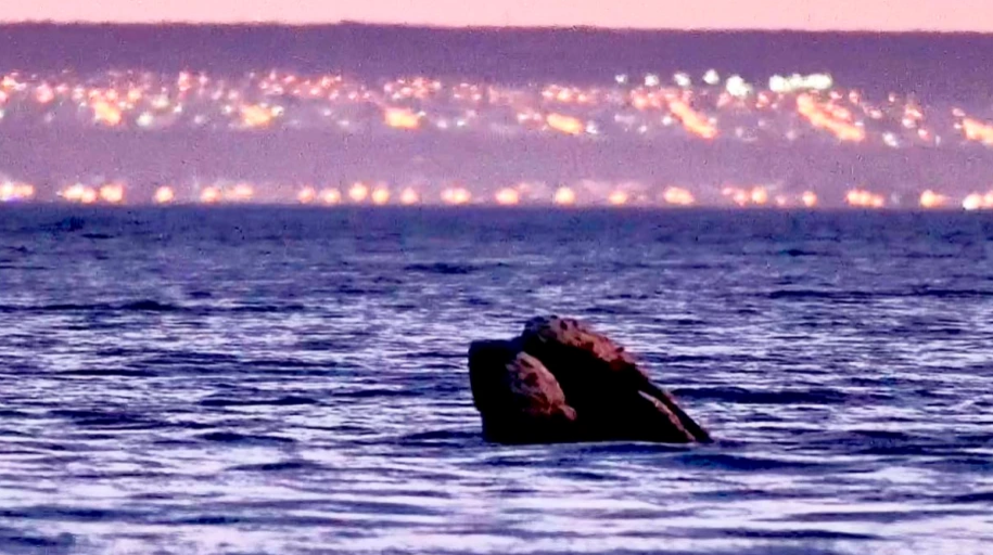 Ballena franca austral captada durante el atardecer en Puerto Madryn