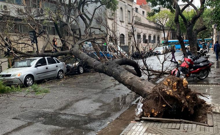 FOTO: 14 árboles caídos en Rosario en medio del temporal que azota la ciudad desde la noche