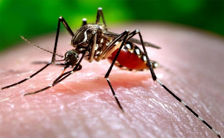 FOTO: Nuevo descenso en el número de casos de dengue en la provincia de Santa Fe.