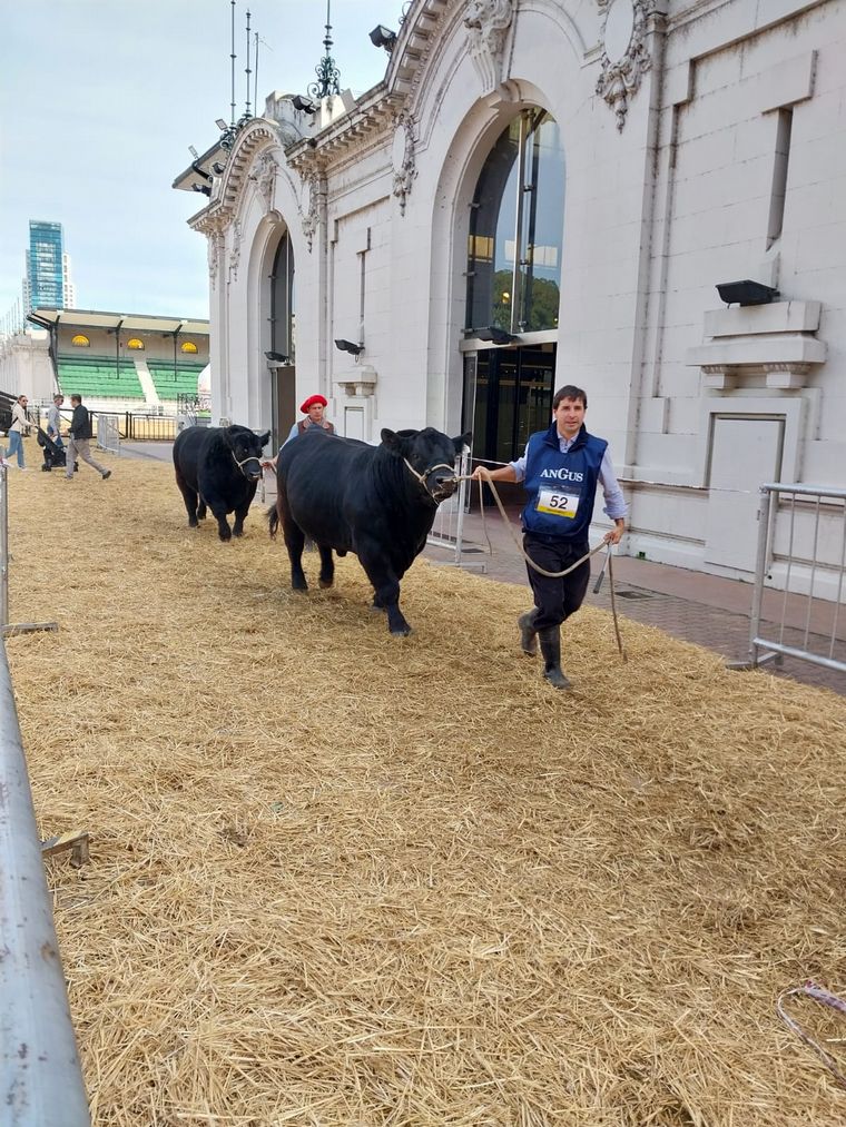 Ejemplares Angus entrando a la pista Indoor en la 80 Expo Angus