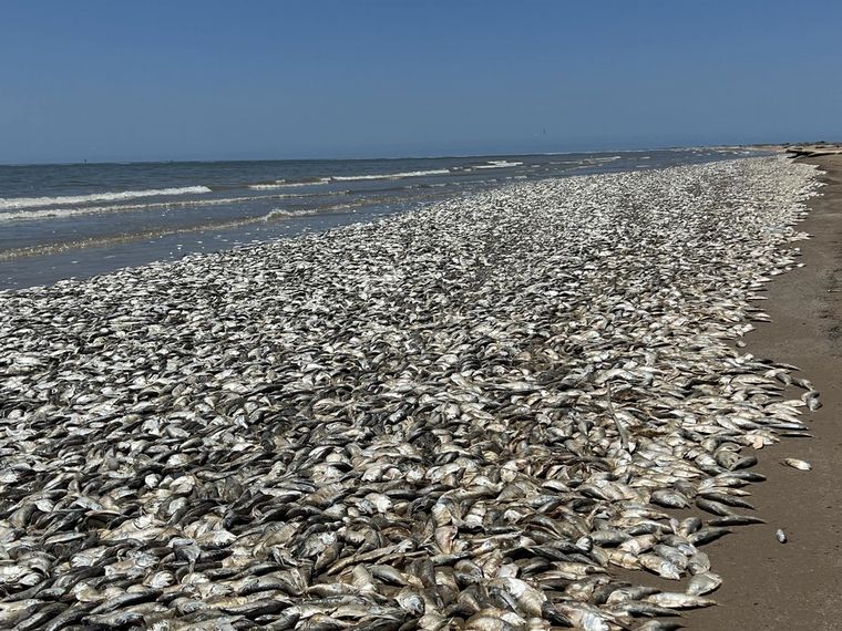 Aparecieron miles de peces muertos en la costa de Texas
