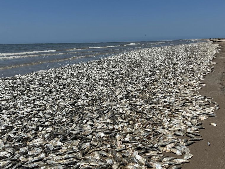 FOTO: Aparecieron miles de peces muertos en la costa de Texas