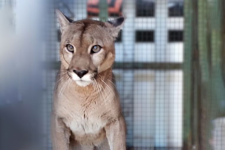 Rescataron a un puma adulto que estaba cautivo en una casa rural de Córdoba
