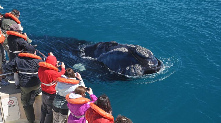 FOTO: Avistaje de ballenas en Puerto Madryn