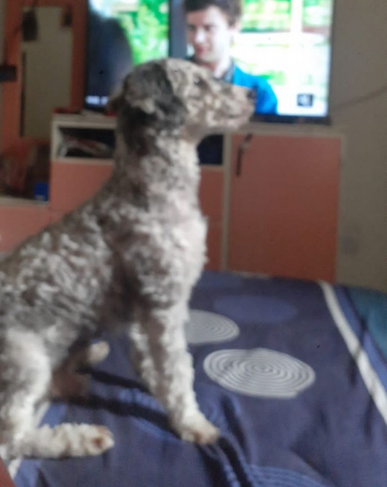 Le robaron al sonidista de Dani Guardia y le llevaron el auto y hasta el perro.