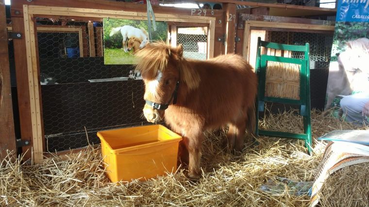 Furor por los caballos Falabella en la granja de la Rural.
