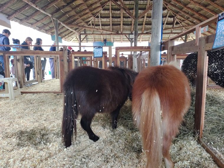 Furor por los caballos Falabella en la granja de la Rural.