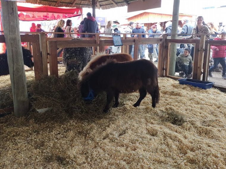Furor por los caballos Falabella en la granja de la Rural.