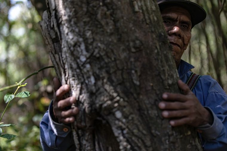 FOTO: La fábrica de árboles Baum y Alianza Wichi se unen para reforestar el Gran Chaco