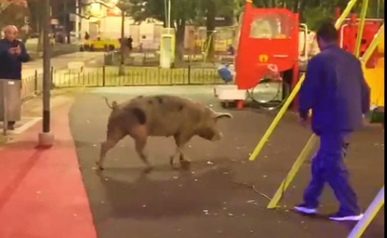 Una chancha fugitiva en Alta Córdoba.