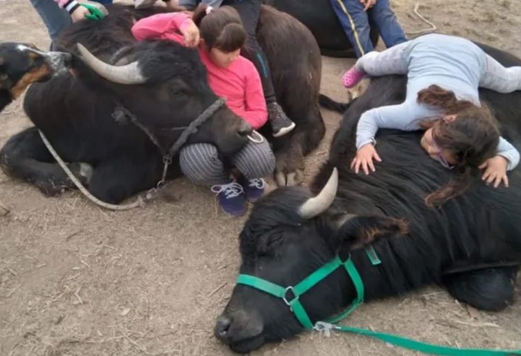 Marcelo González tiene cuatro búfalos en San Martín de las Escobas, en Santa Fe.