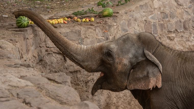 FOTO: Elefante Tamy será llevado a un santuario en Brasil