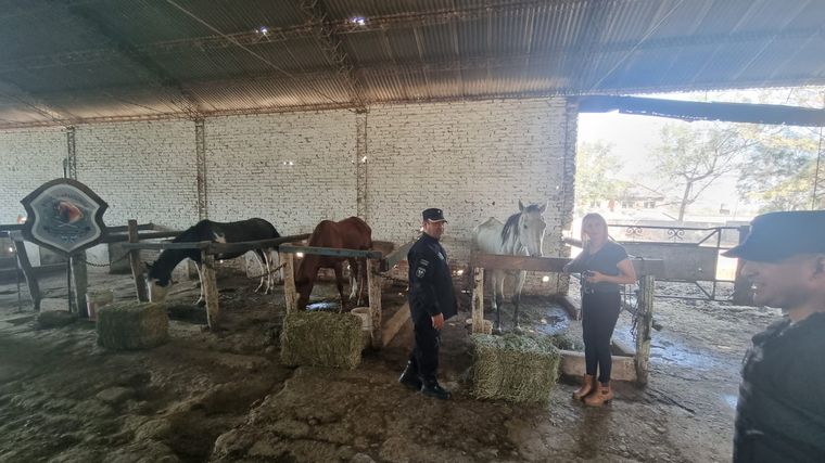 Rescataron a tres caballos encerrados en condiciones crueles en un establo