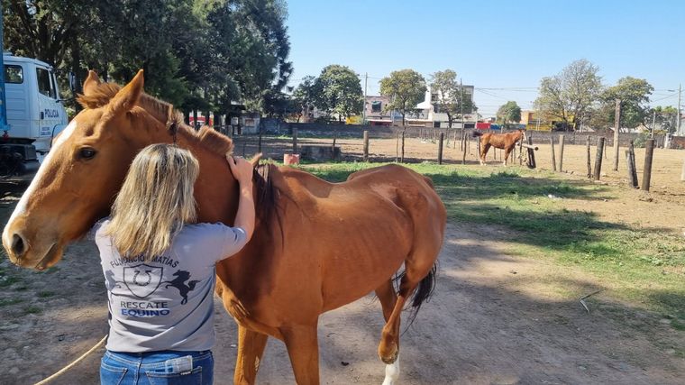 Rescataron a tres caballos encerrados en condiciones crueles en un establo