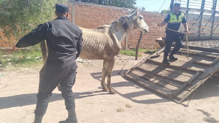 Rescataron a tres caballos encerrados en condiciones crueles en un establo