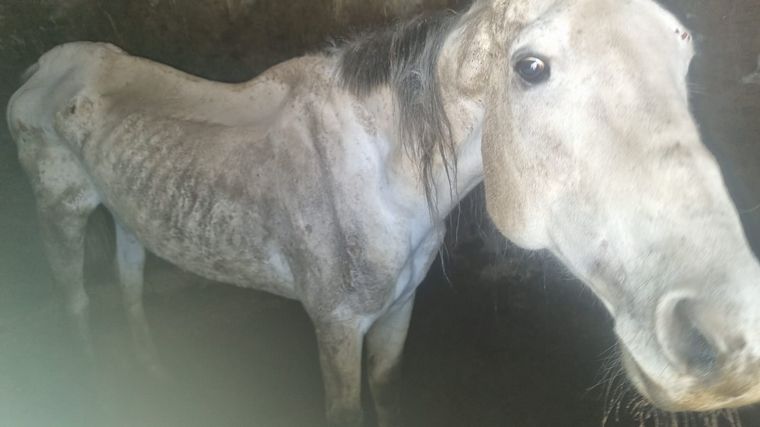 Rescataron a tres caballos encerrados en condiciones crueles en un establo
