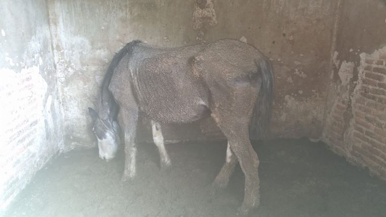 FOTO: Rescataron a tres caballos encerrados en condiciones crueles en un establo