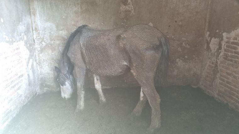 Rescataron a tres caballos encerrados en condiciones crueles en un establo