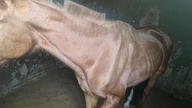 Rescataron a tres caballos encerrados en condiciones crueles en un establo