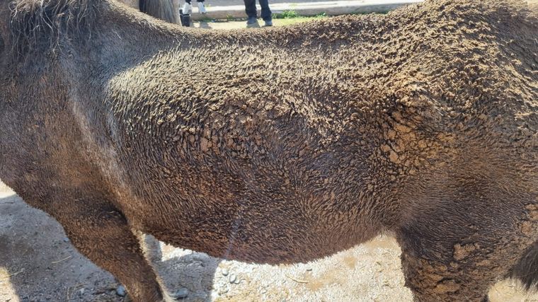 Rescataron a tres caballos encerrados en condiciones crueles en un establo