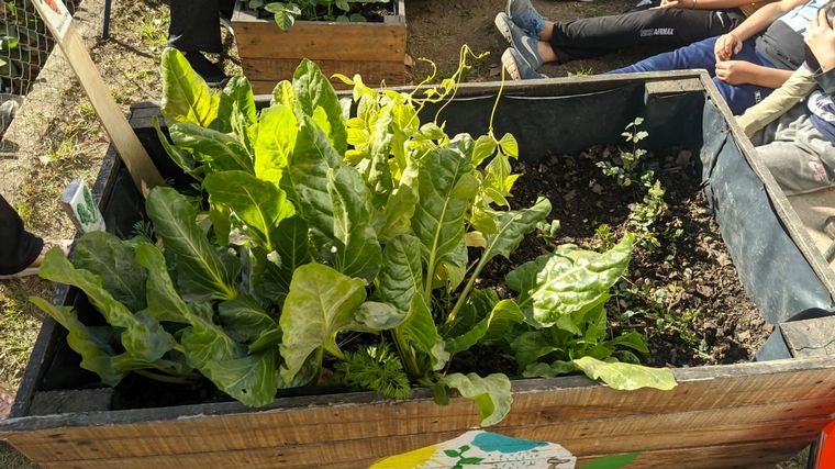 El “Maestro” Grimoldi y una clase de jardinería con estudiantes de primaria