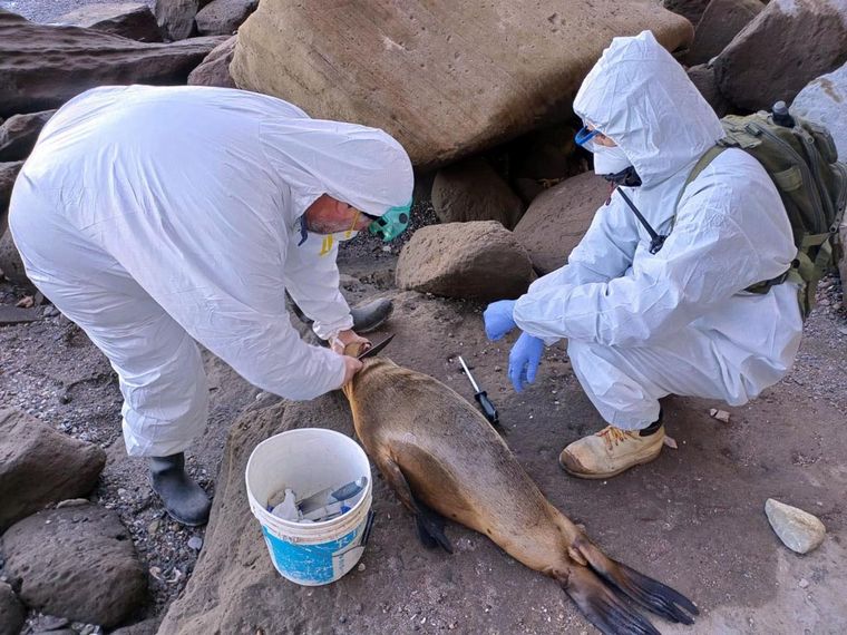 FOTO: Gripe aviar en lobos marinos: piden mantener a las mascotas lejos de las playas