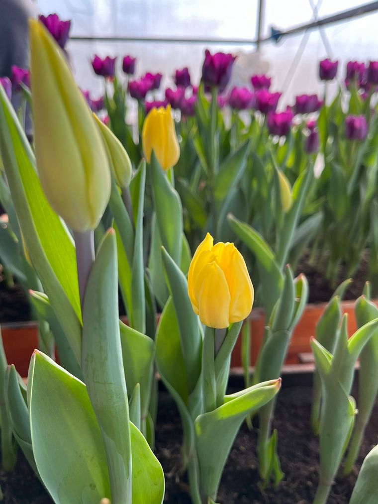 Despeñaderos florece con cosecha de Tulipanes