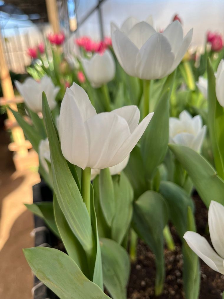 Despeñaderos florece con cosecha de Tulipanes