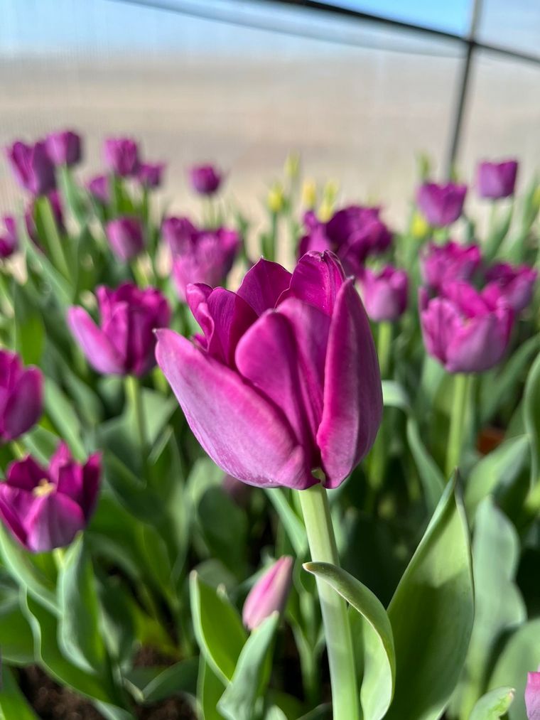 Despeñaderos florece con cosecha de Tulipanes