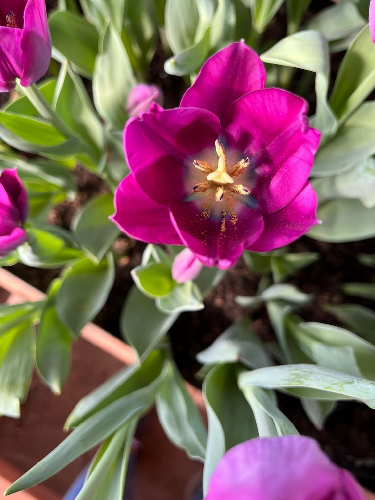 FOTO: Despeñaderos florece con cosecha de Tulipanes
