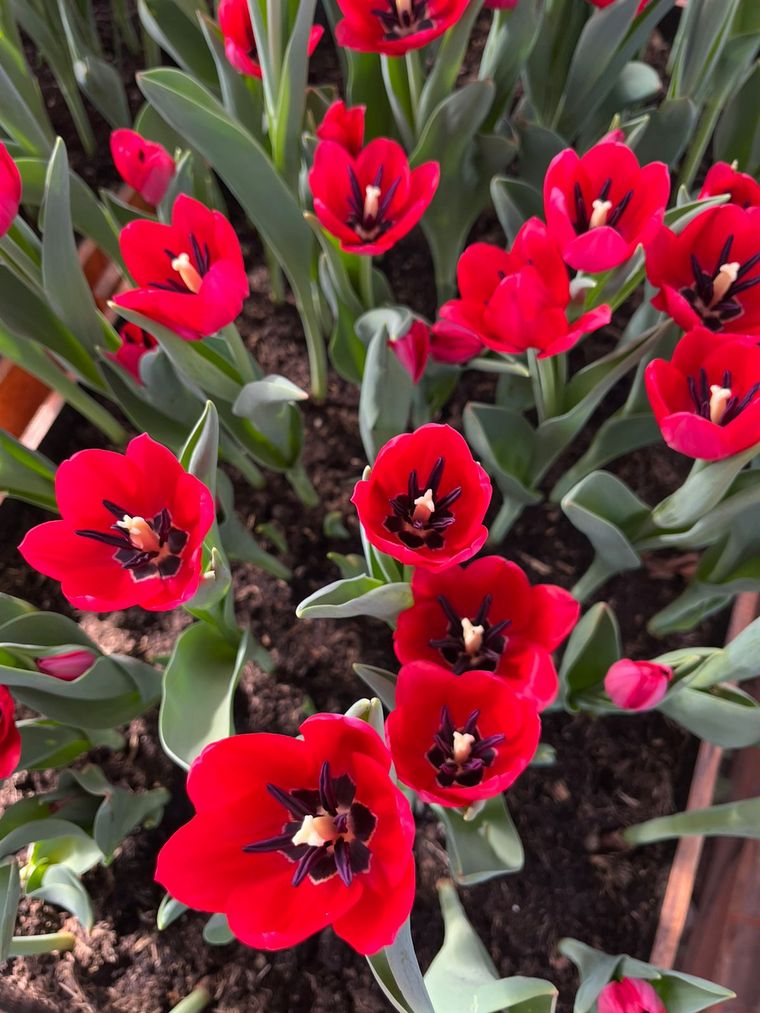 FOTO: Despeñaderos florece con cosecha de Tulipanes