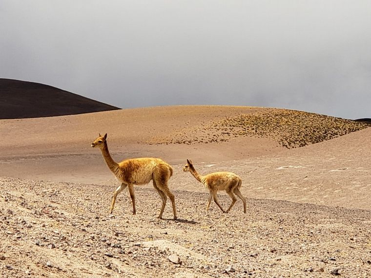 Despedida de la Pachamama en Tolar Grande