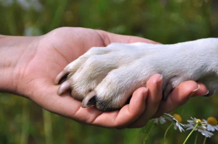 La pregunta que explora Marcos Díaz Videla: ¿Cómo será nuestra vida sin los perros?