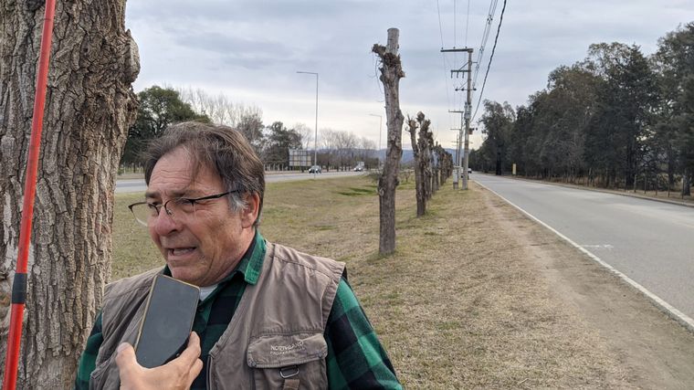 Cómo las malas podas afectan a los árboles
