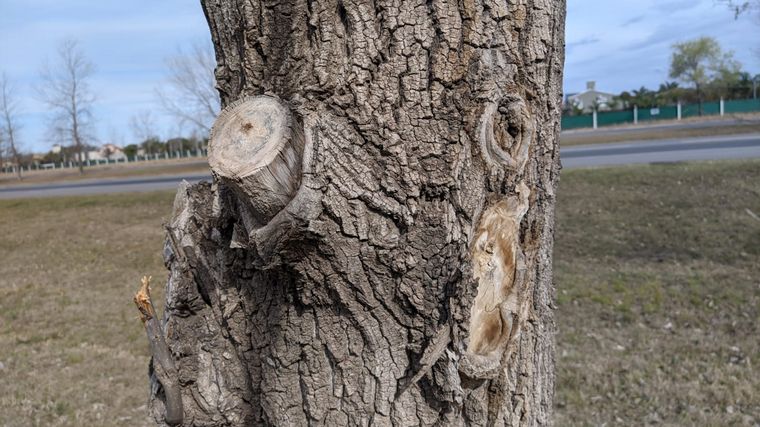 FOTO: Cómo las malas podas afectan a los árboles