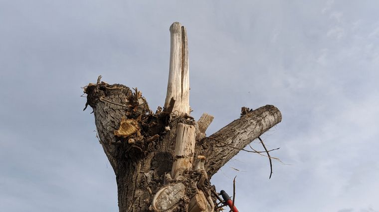FOTO: Cómo las malas podas afectan a los árboles