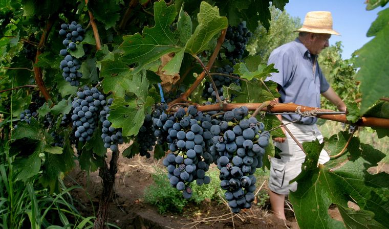 FOTO: La industria vitivinícola valoró la quita de retenciones (Foto: Agritotal)