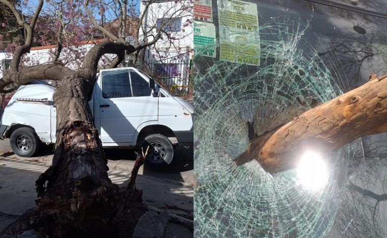 FOTO: Árboles caídos, cables arrastrados y autos destruidos por fuertes vientos.