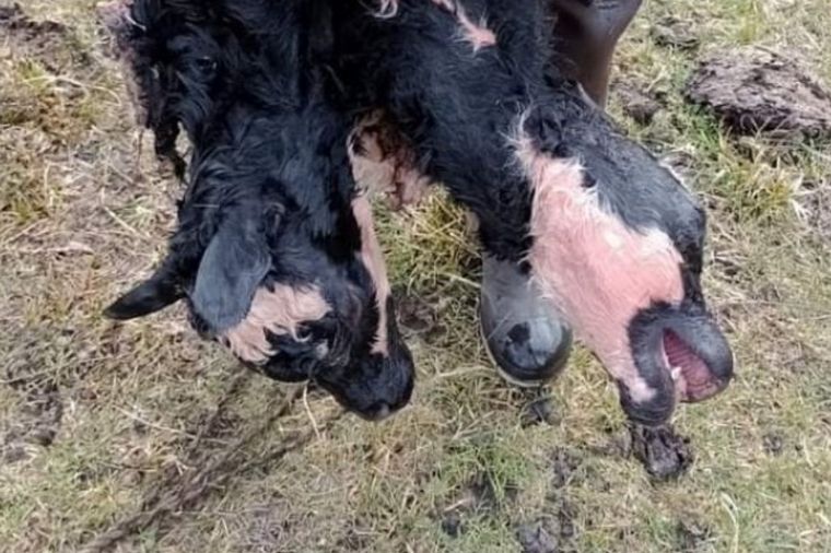 El ternero de dos cabezas (Foto: Diario Jornada)