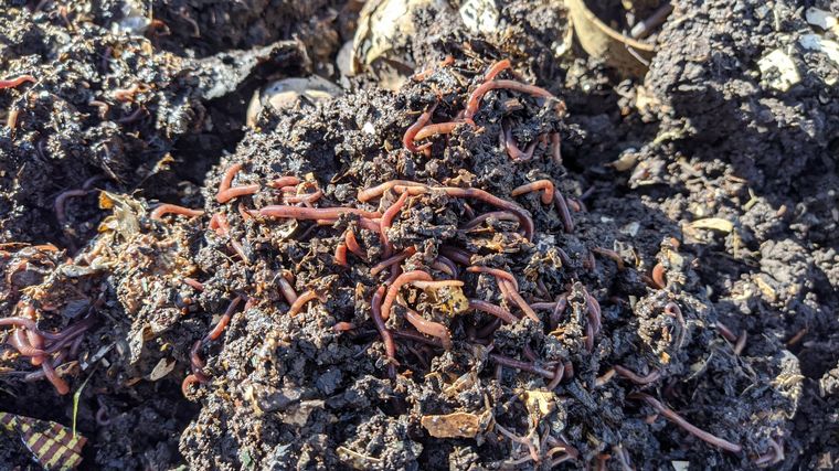 Aprendemos a compostar con el maestro Guillermo Grimoldi