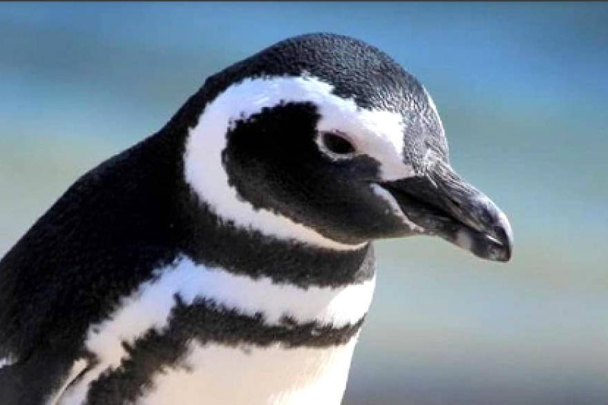 FOTO: Espectáculo natural: llegaron los pirmeros pingüinos a Chubut