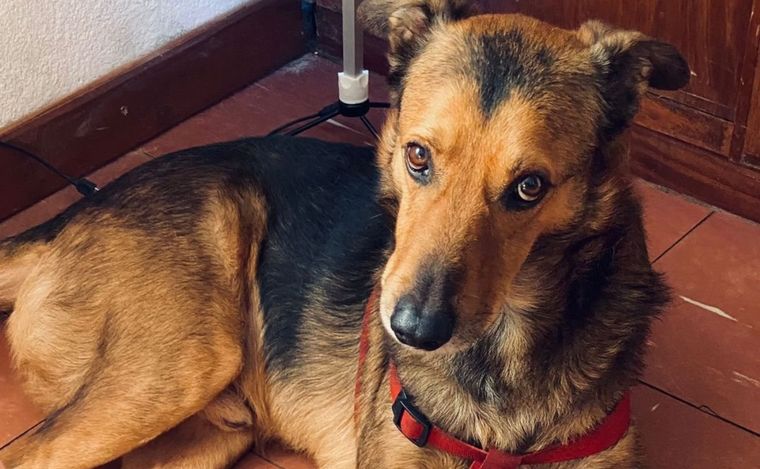 Final feliz para Oso, el perro perdido en La Ribera que apareció tras 20 días.
